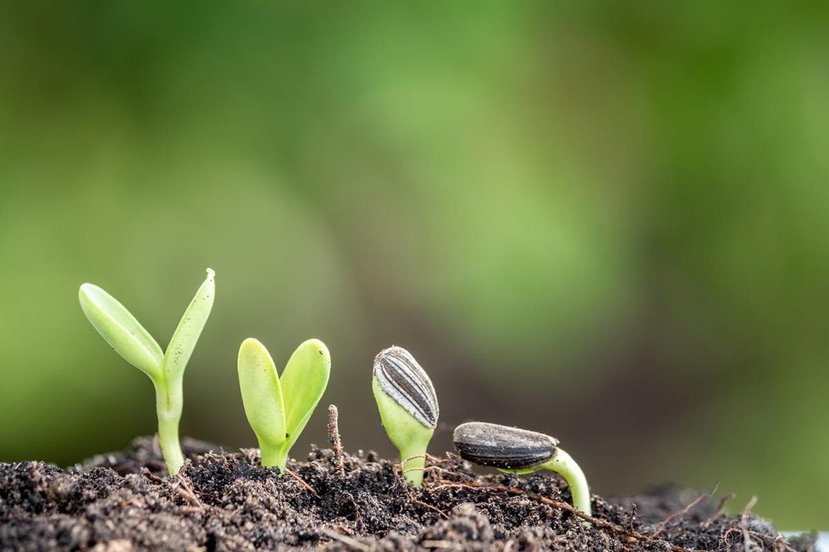 סדנת טבע עירונית