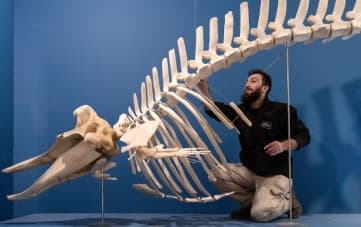 Exhibition: Mammals in the Depths - The Wonderful World of Marine Mammals
